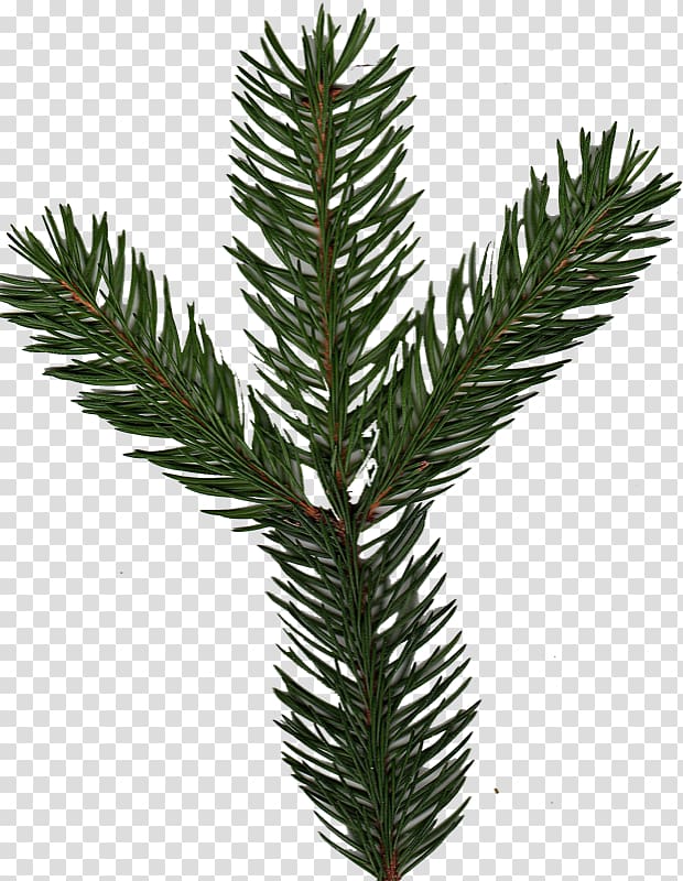 Spruce Pine Fir Yews Evergreen, coltsfoot transparent background PNG clipart