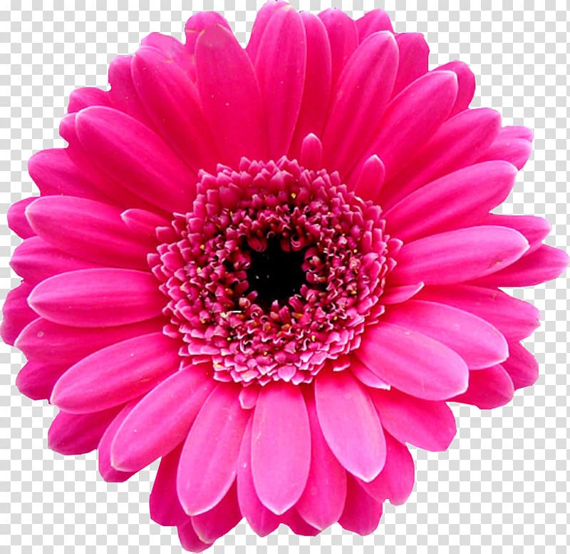 Transvaal daisy Flower bouquet Pink Tulip, flower transparent background PNG clipart