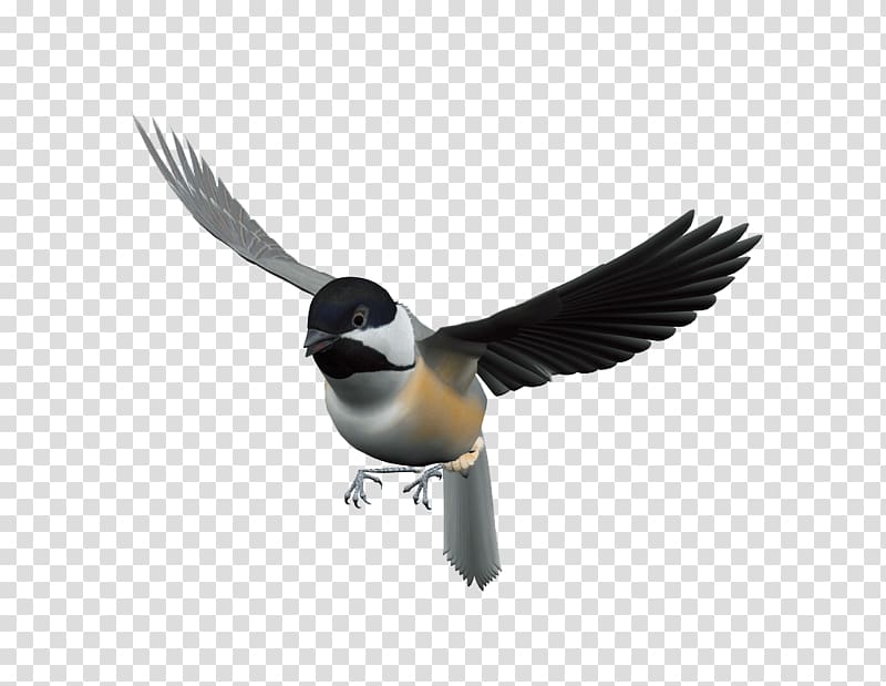 gray and black bird , Bird Flight, Flying Bird transparent background PNG clipart