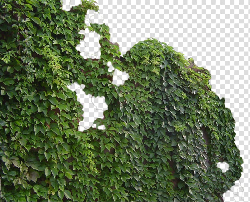 green leafed plant , Parthenocissus tricuspidata Virginia creeper Common ivy Vine Green, Green wall tiger transparent background PNG clipart