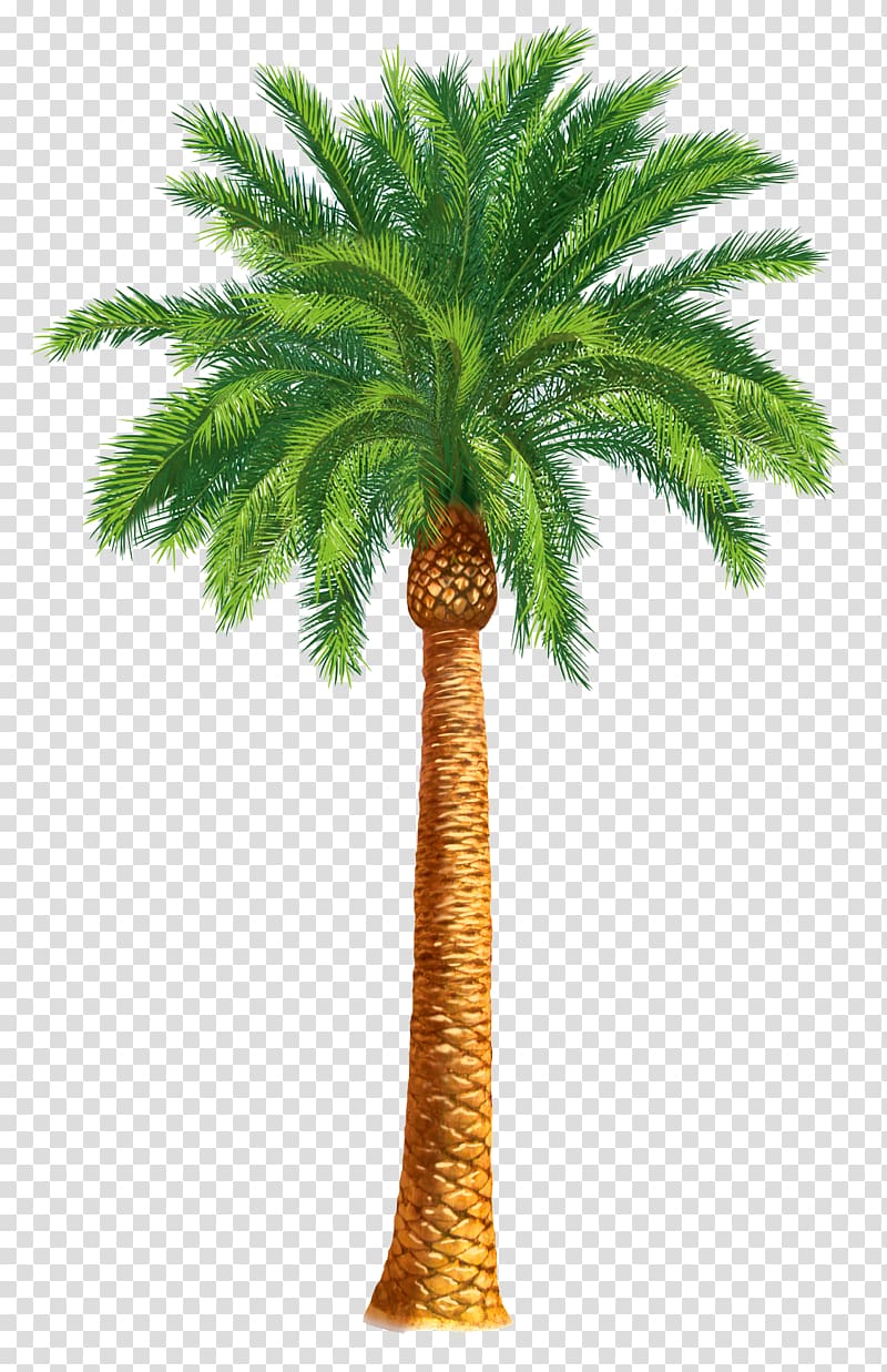majesty palm , Arecaceae Tree Date palm Washingtonia filifera , palm tree transparent background PNG clipart