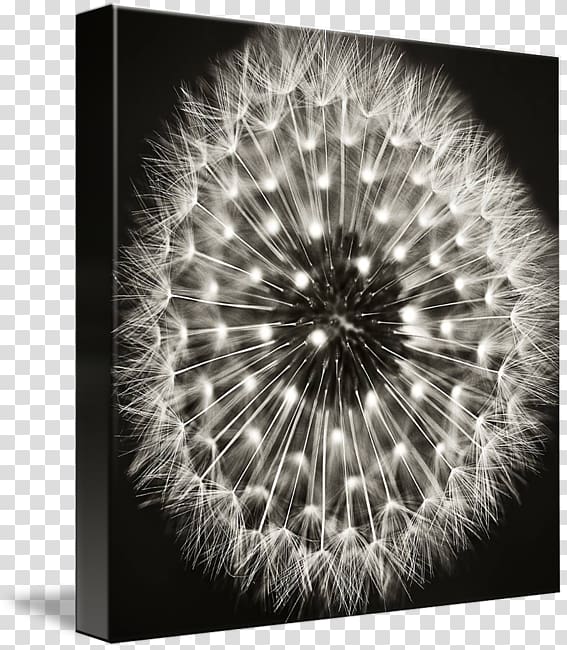 Black and white Fine-art Fine-art , dandelion transparent background PNG clipart