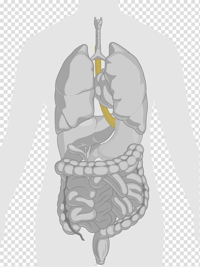 Human body Human anatomy Gastrointestinal tract Lung, others transparent background PNG clipart
