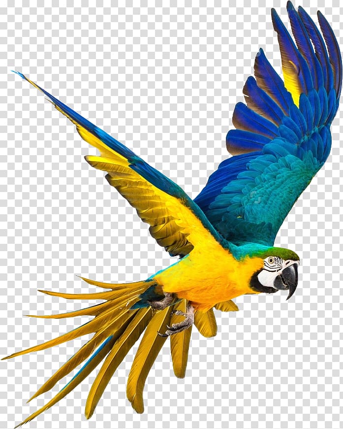 parrot,bako transparent background PNG clipart
