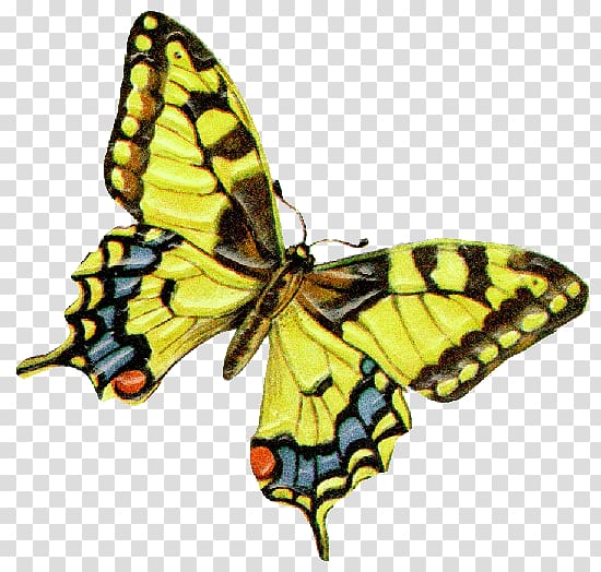 Swallowtail butterfly Papilio machaon , butterfly transparent background PNG clipart