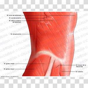 Hip Abdomen Rectus abdominis muscle Abdominal external oblique muscle, abdominal transparent background PNG clipart thumbnail