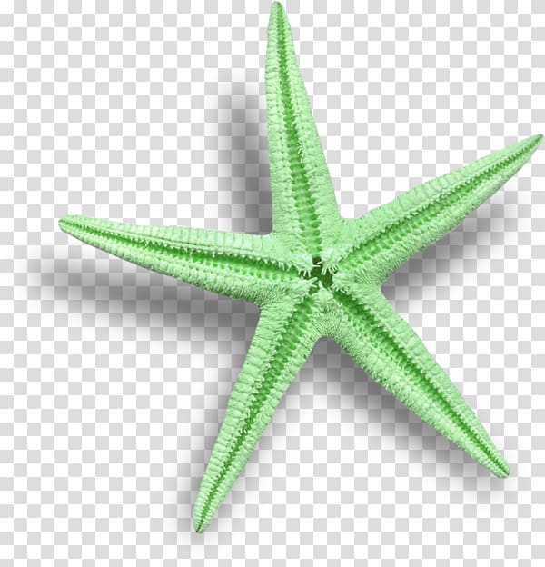 Starfish Sea Marthasterias glacialis, Green Starfish transparent background PNG clipart