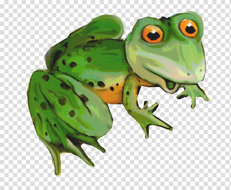 American bullfrog Toad Tree frog True frog, frog transparent background PNG clipart