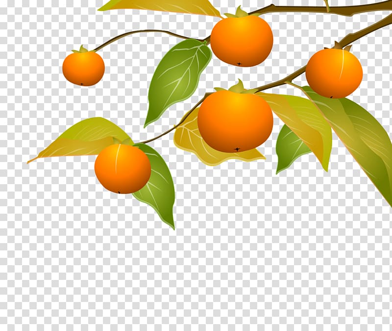 Kumquat Tangerine Persimmon Clementine, Hand-painted persimmon tree transparent background PNG clipart