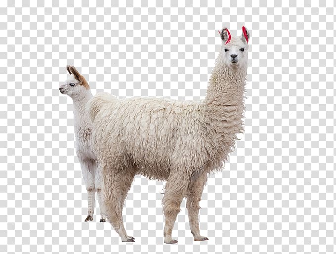 two white llamas, Llama Alpaca Machu Picchu, llamas transparent background PNG clipart