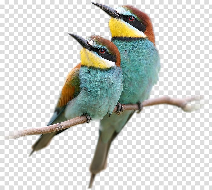 Bee-eater Bird European robin , Bird transparent background PNG clipart