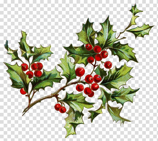 Flower Christmas Berry , flower transparent background PNG clipart