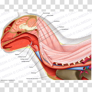 Ischiocavernosus muscle Shoulder Anatomy Human body, arm transparent background PNG clipart thumbnail
