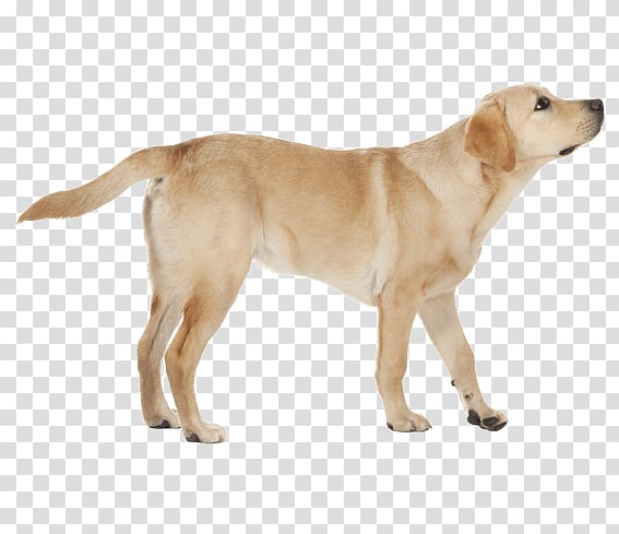 Labrador Retriever Golden Retriever Dog breed Companion dog St. John\'s water dog, Yellow Lab transparent background PNG clipart