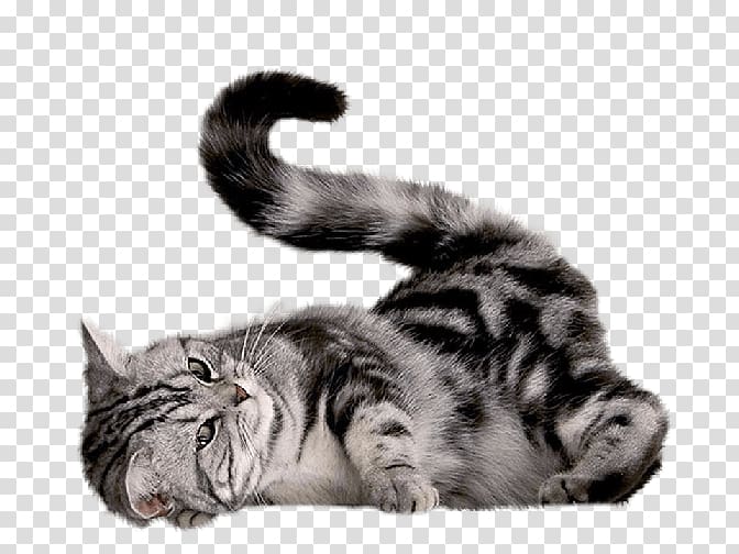 gray tabby cat illustration, Playing Cat transparent background PNG clipart