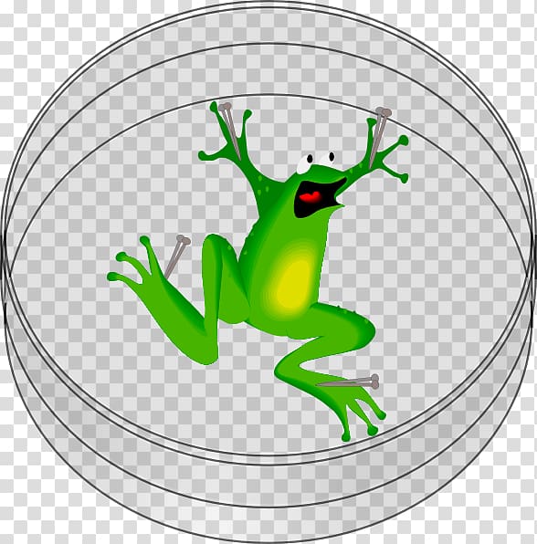 The Tree Frog , frog transparent background PNG clipart