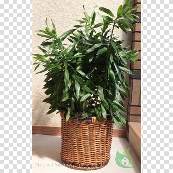 Houseplant Flowerpot Dracaena reflexa Herb, others transparent background PNG clipart