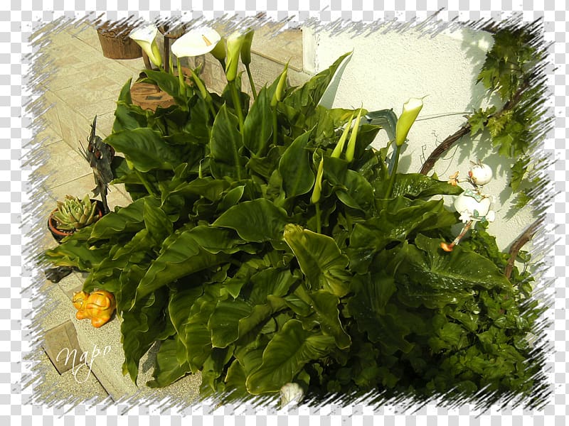 Spring greens Herb Leaf vegetable Afro-Ecuadorian, ARUM transparent background PNG clipart