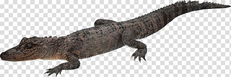 Crocodile Chinese alligator, Crocodile transparent background PNG clipart