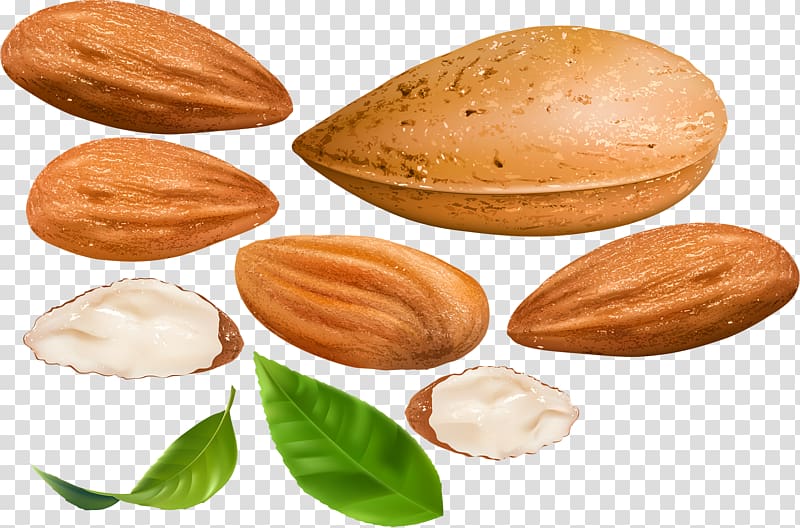 Nut Almond Dried fruit Apricot kernel, Hand-painted Almond transparent background PNG clipart