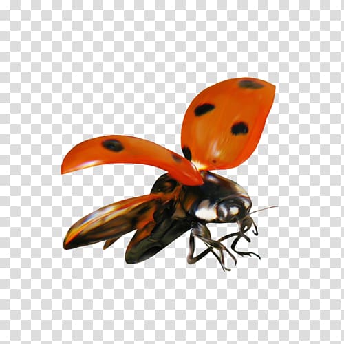 Ladybird Beetle Animal , L transparent background PNG clipart