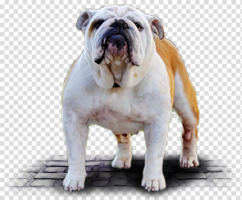 Dorset Olde Tyme Bulldogge Olde English Bulldogge Toy Bulldog White English Bulldog Australian Bulldog, maya the bee transparent background PNG clipart