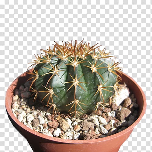 San Pedro cactus Prickly pear Flowerpot Strawberry hedgehog cactus Cactaceae, Cactaceae transparent background PNG clipart