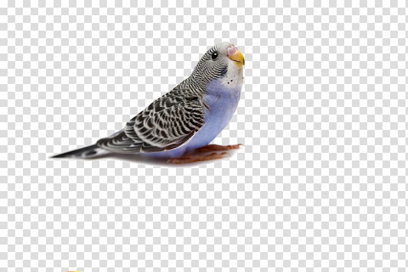 Petworld Aalborg Petworld Esbjerg Petworld Fredericia Petworld Holstebro, parrot transparent background PNG clipart
