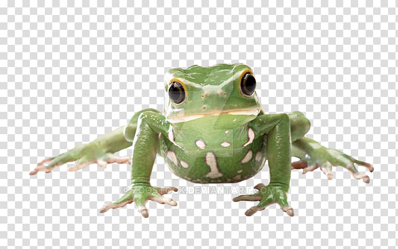 True frog Amphibian Tree frog Glass frog, frog transparent background PNG clipart