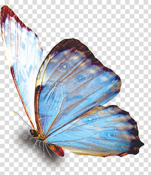 Blue butterfly transparent background PNG clipart | HiClipart