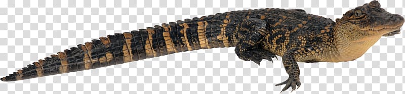 Crocodile Caiman Chinese alligator American alligator, Alligator transparent background PNG clipart