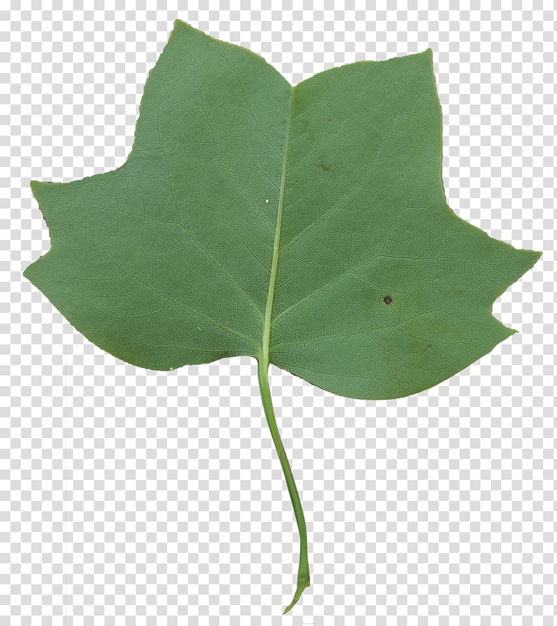 Leaf Liriodendron tulipifera Tree Flowering dogwood, Tulip Poplar transparent background PNG clipart