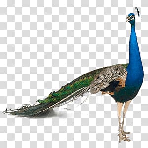 Peacock transparent background PNG clipart