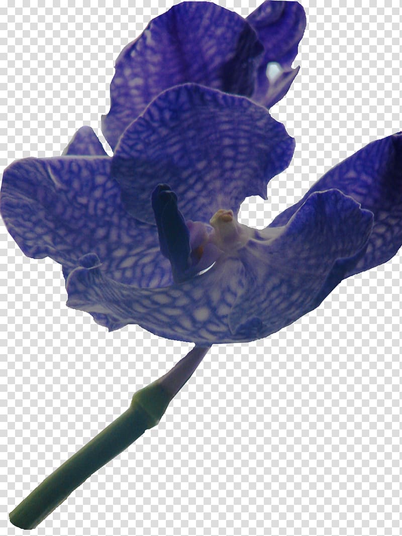 Bos van Ypey Digital scrapbooking Flower Violet Petal, lilac flower transparent background PNG clipart