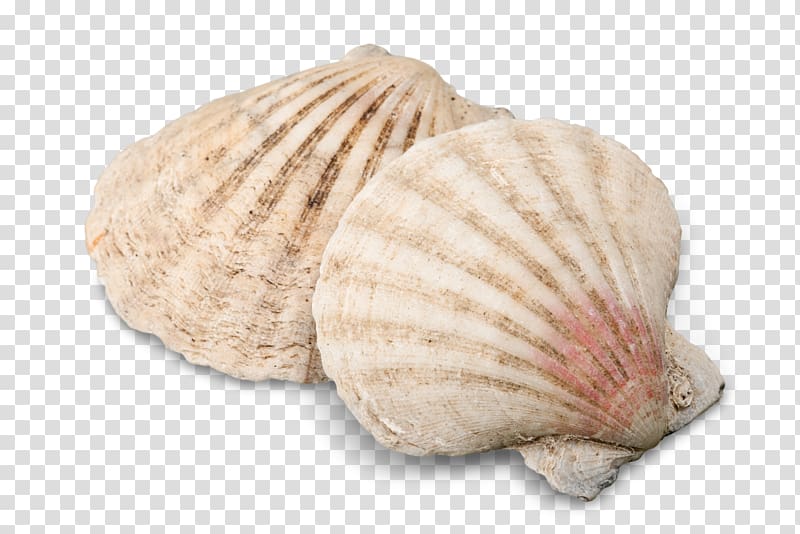 Cockle Seashell Conchology , seashell transparent background PNG clipart
