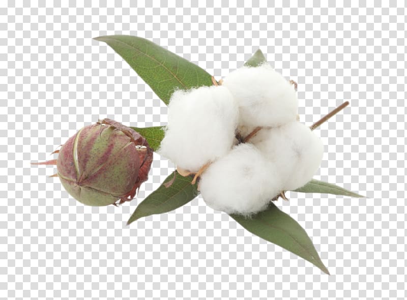 Cotton Portable Network Graphics Textile , Cotton flower transparent background PNG clipart