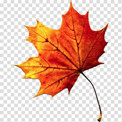 Autumn leaf color, Fall Autumn Leaves transparent background PNG clipart