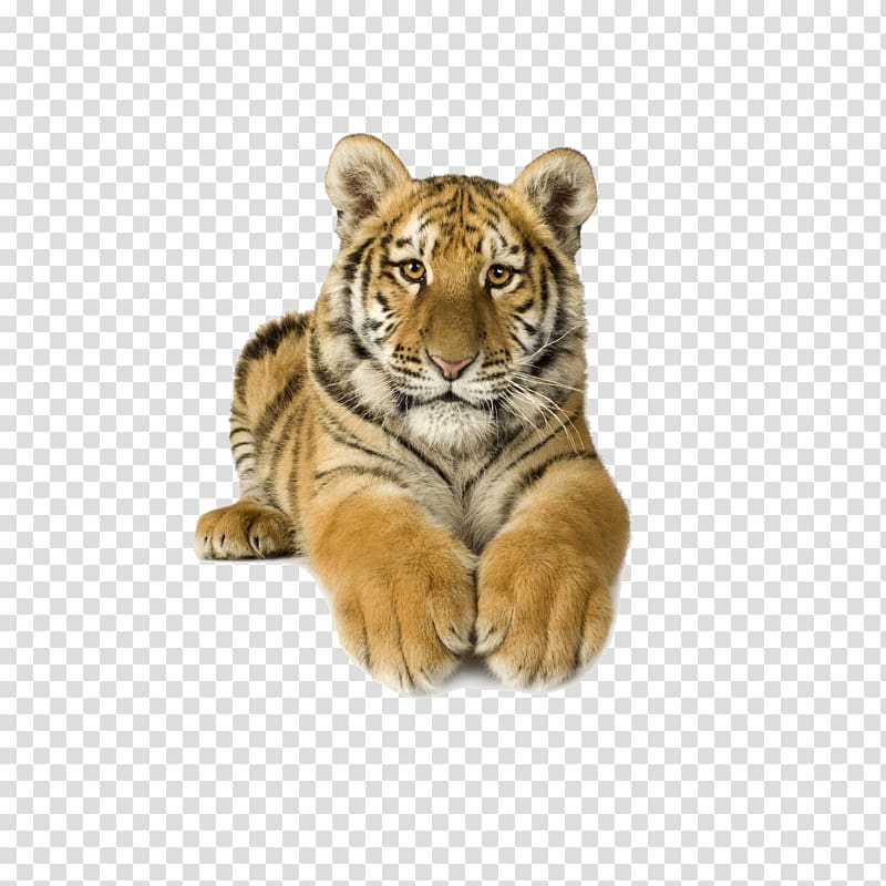 tiger transparent background PNG clipart