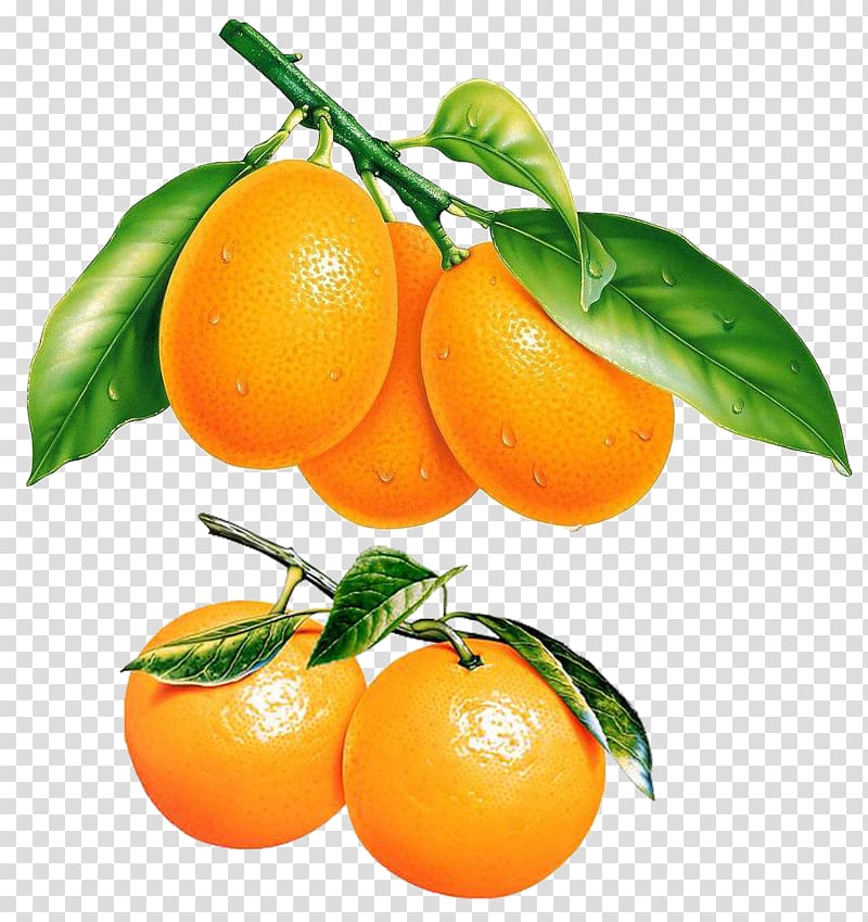 Tangerine Bitter orange Fruit, Orange oranges transparent background PNG clipart