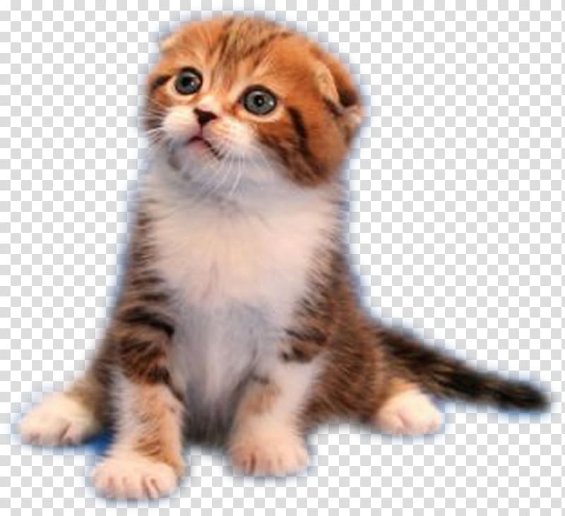 Whiskers Malayan cat American Wirehair Kitten Domestic short-haired cat, kitten transparent background PNG clipart