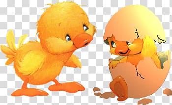 baby duck transparent background PNG clipart