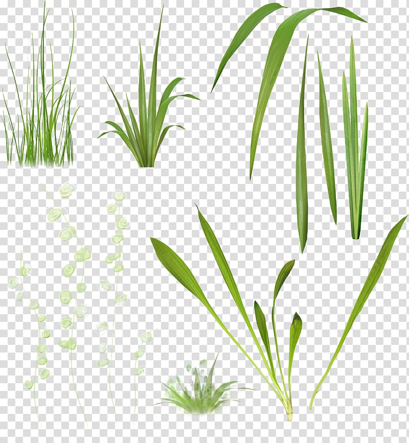 Plant stem Herbaceous plant , Fresh Grass transparent background PNG clipart
