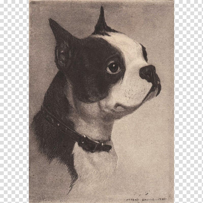 Boston Terrier Dog breed Non-sporting group Breed group (dog) Drawing, others transparent background PNG clipart