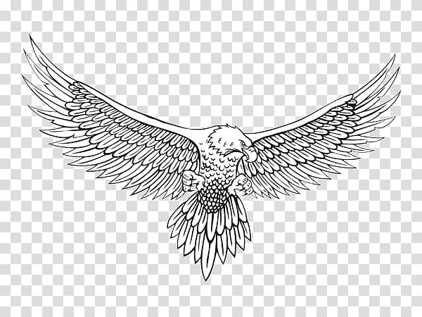 bald eagle illustration, Bald Eagle Drawing Sketch, eagle transparent background PNG clipart
