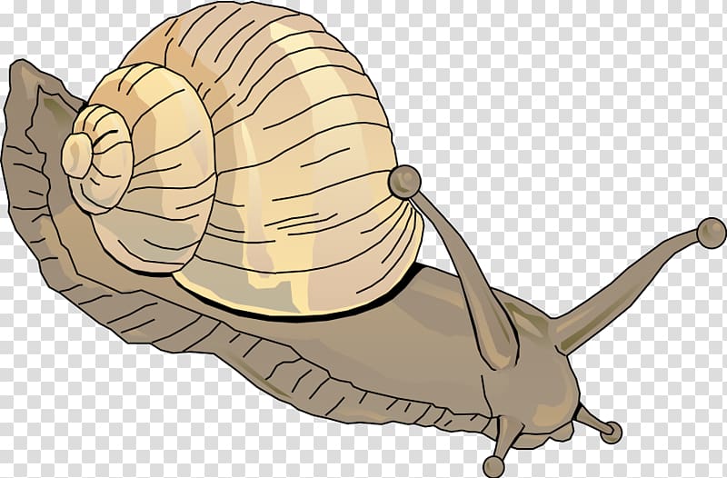 Sea snail , Snail transparent background PNG clipart
