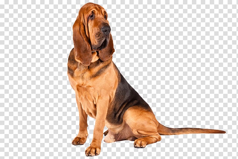 Bloodhound Basset Hound Maltese dog Puppy Bedlington Terrier, puppy transparent background PNG clipart