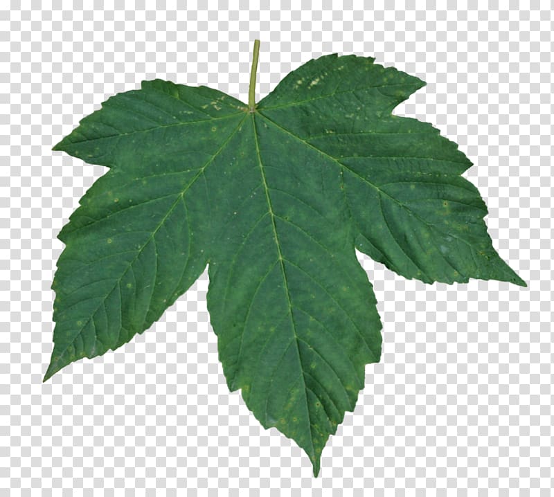 green leaf, resolution Leaf Layers, Green leaf transparent background PNG clipart