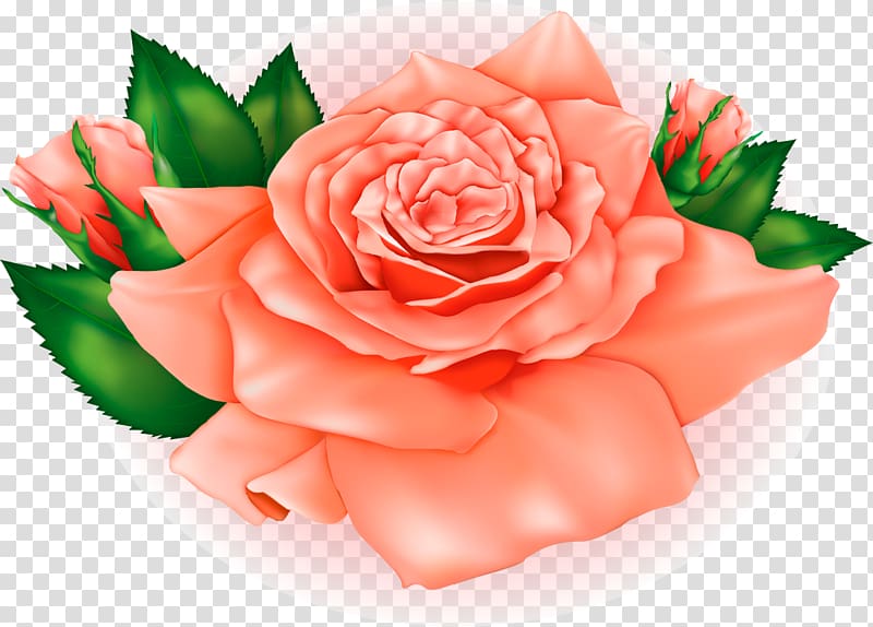Best Roses Orange , peach flowers transparent background PNG clipart