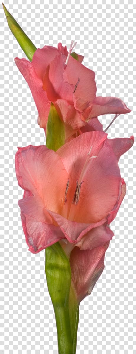 Gladiolus Cut flowers Indian shot Canna Rose family, gladiolus transparent background PNG clipart