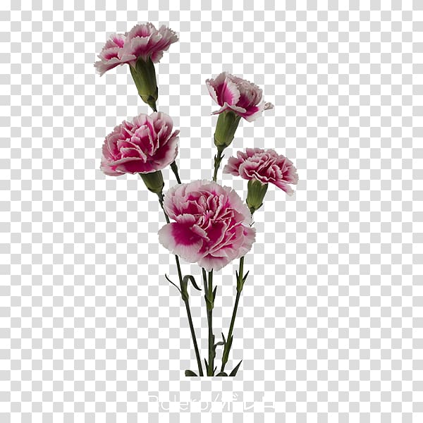 Garden roses Carnation Cabbage rose Cut flowers Pink, trendy flower transparent background PNG clipart